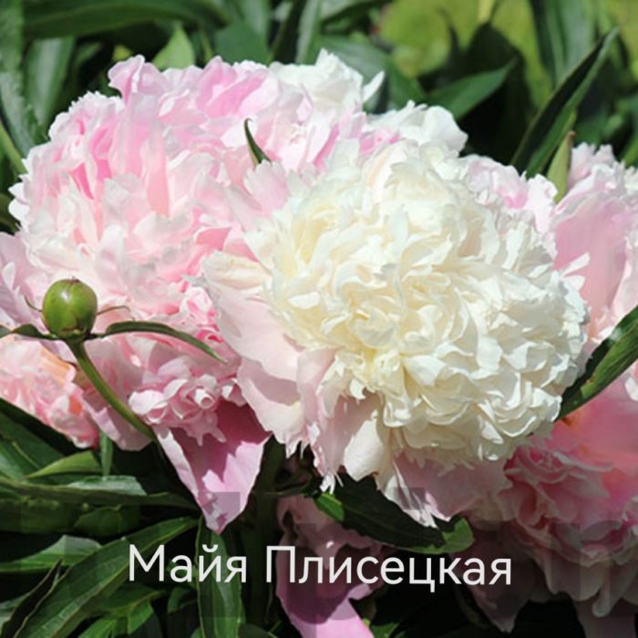 как вырастить пионы