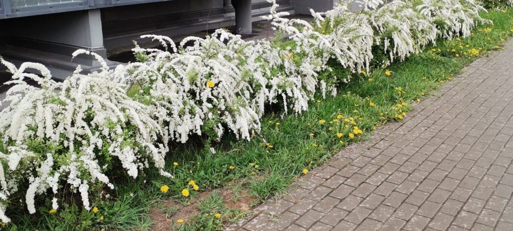 спирея белая в качестве бордюра